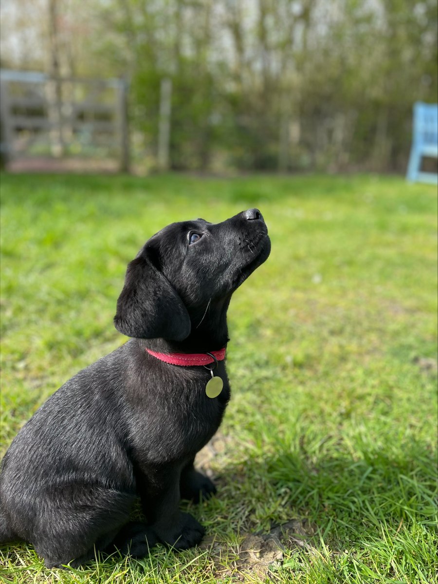 Medical Detection Dogs tweet media