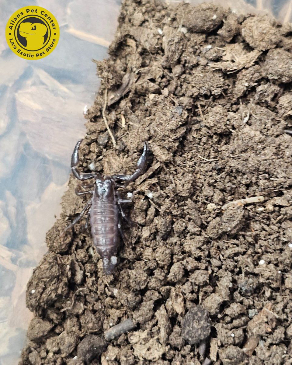 AllansPet's tweet image. Emperor scorpions are one of the largest scorpions you’ll see. Calm, slow-moving, and interesting to observe, they’re a popular choice for people curious about exotic pets.

#EmperorScorpion #ExoticPets #Arachnids #PetEducation #UniquePets #AllansPetCenter