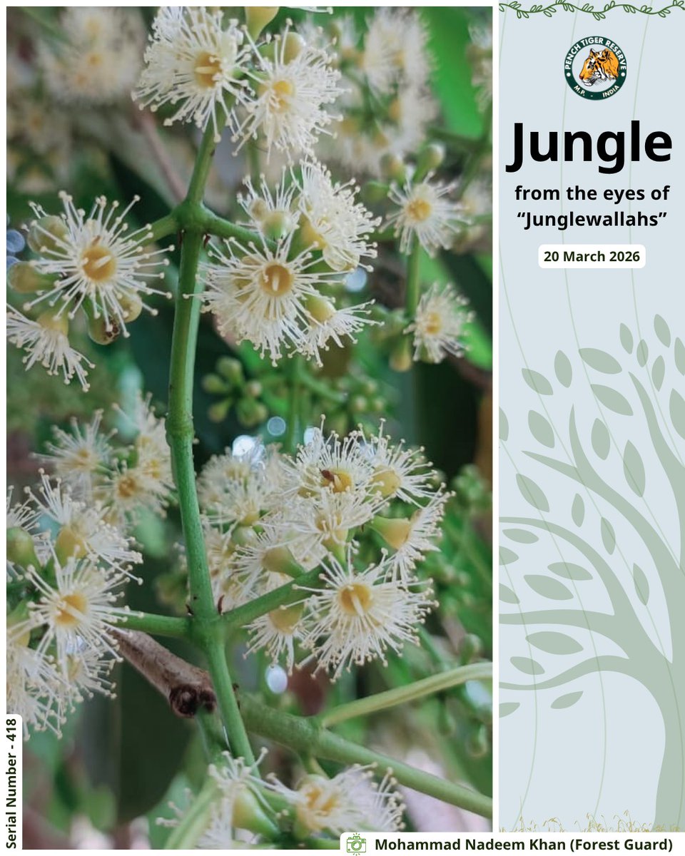 Pench Tiger Reserve tweet media