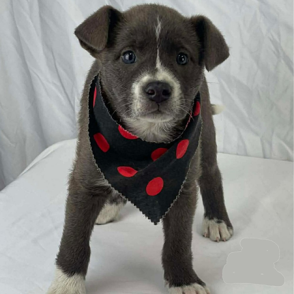 Town of Greenwich CT tweet media