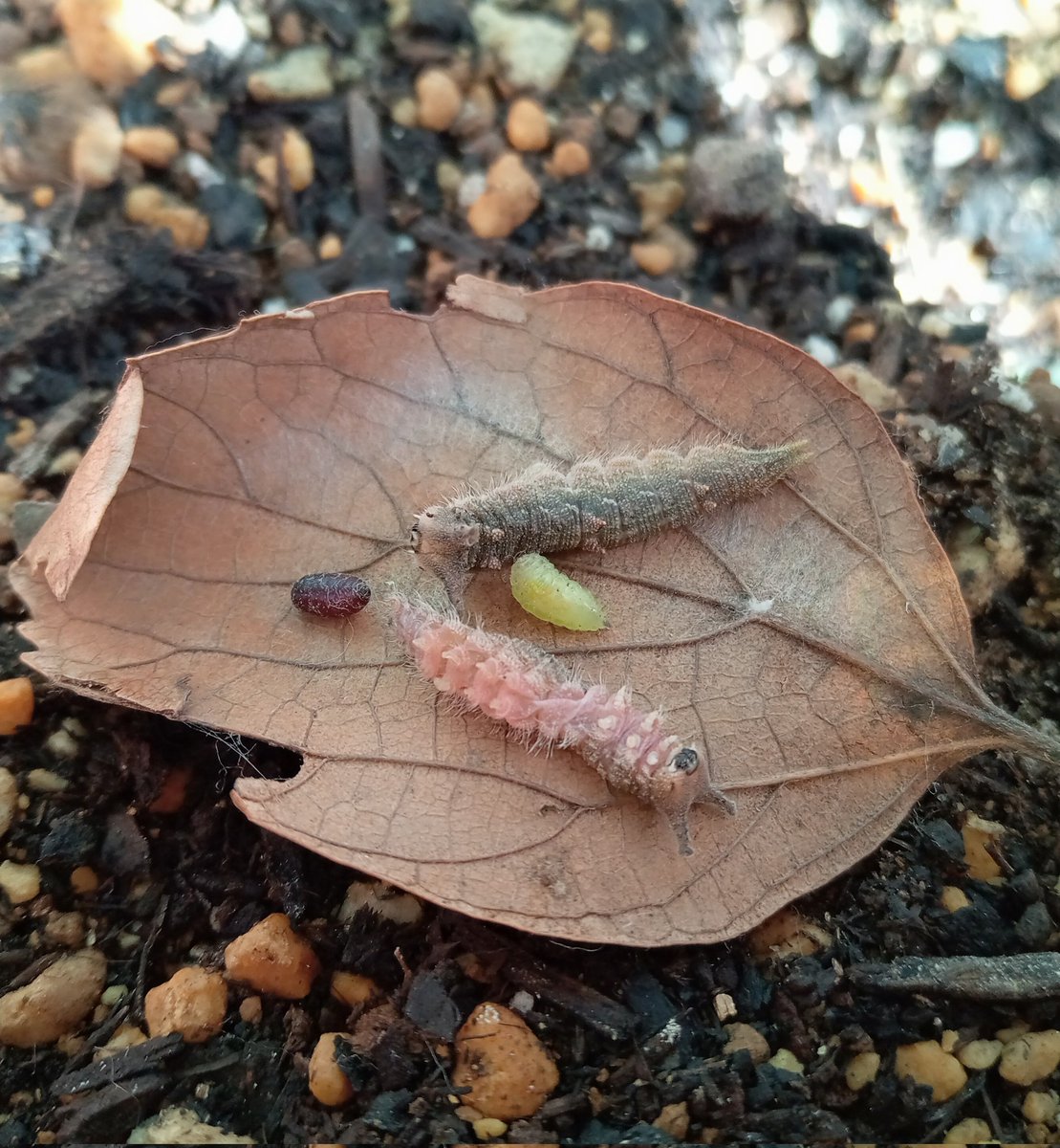 わさび@ちょうちょまんが家 tweet media