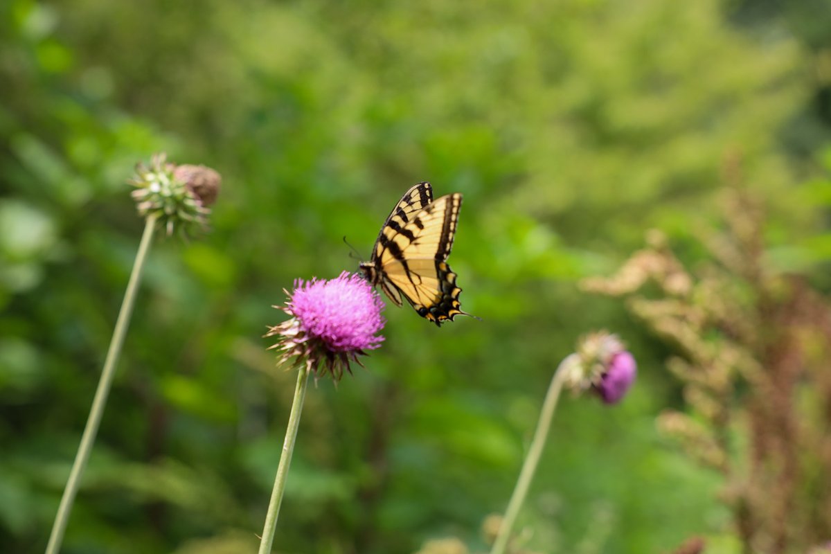 ForsythCountyGovernment tweet media