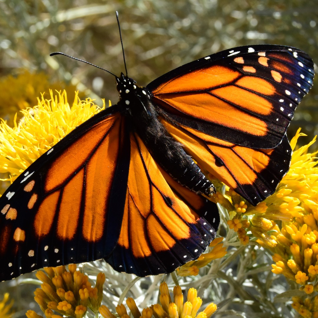 National Wildlife Federation tweet media