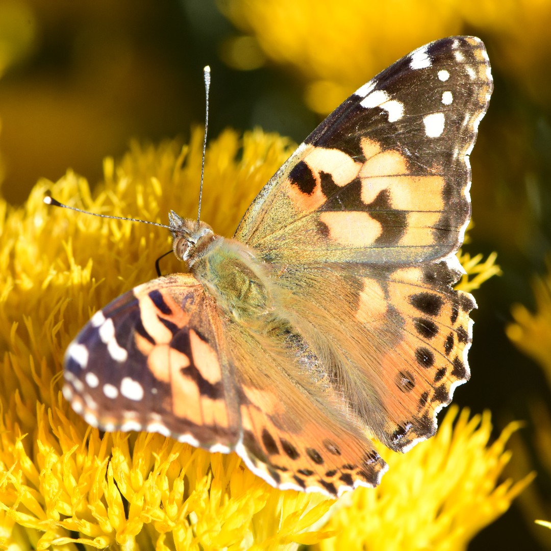 National Wildlife Federation tweet media