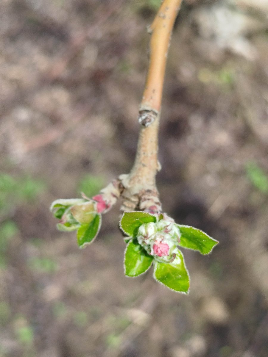 Giropoma Costa Brava tweet media