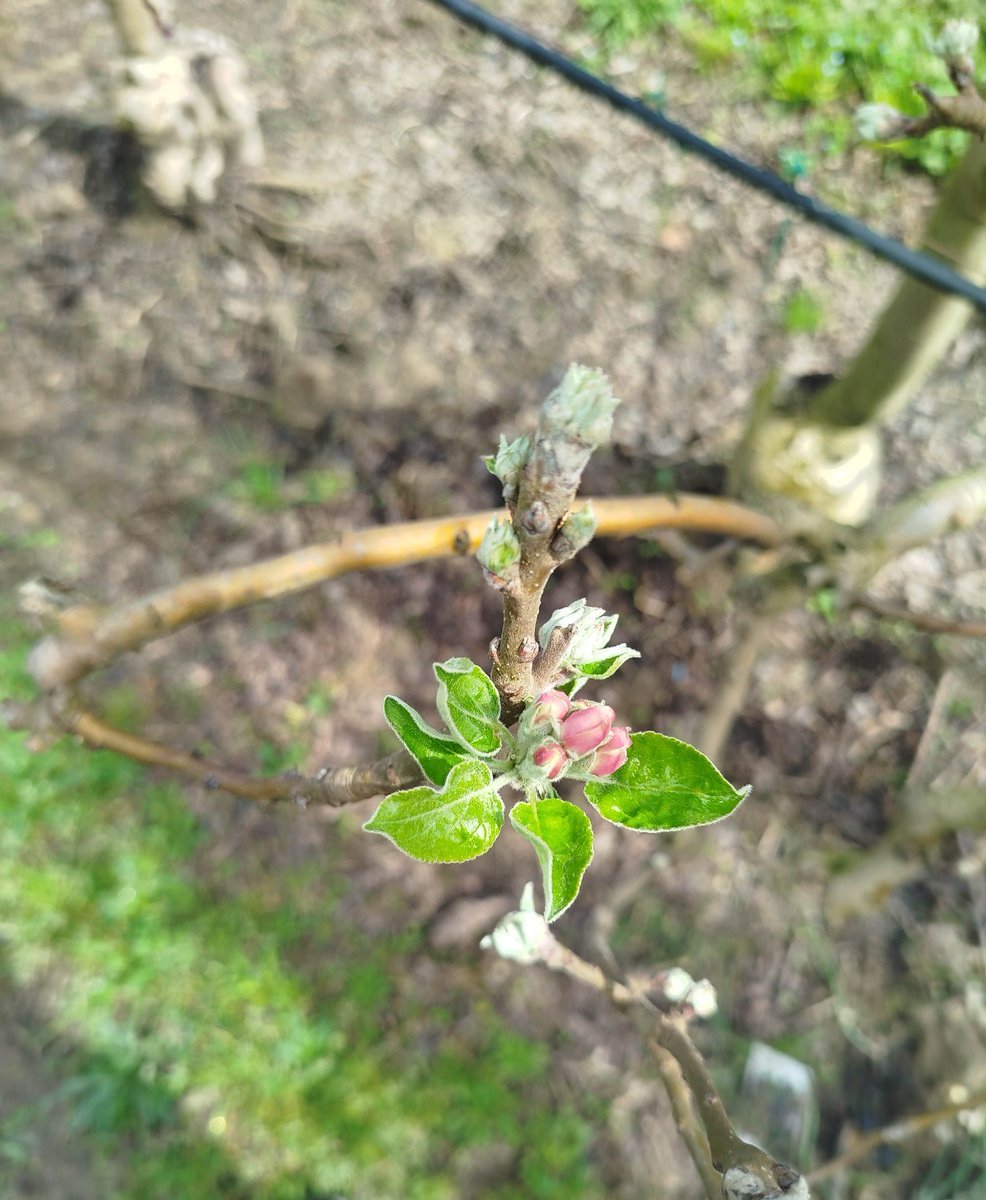 Giropoma Costa Brava tweet media