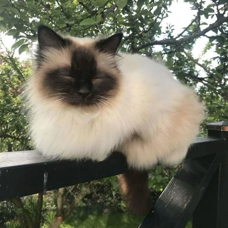 ◟♯ . amari . ! nene's ♡ tweet media