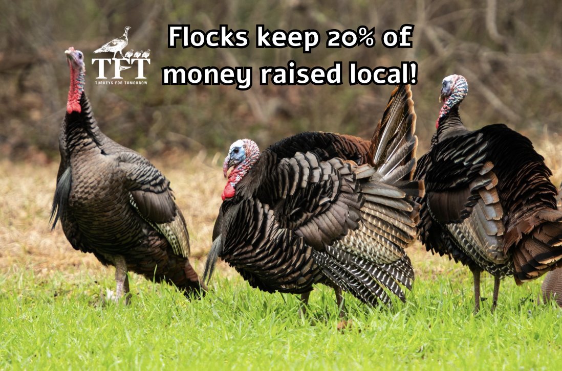 Turkeys for Tomorrow tweet media