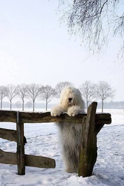 Johnny Cadillac tweet media