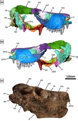 PaleoGalli tweet media