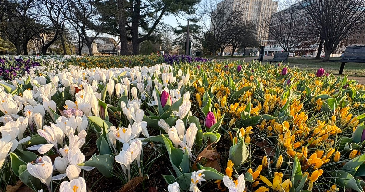 Forest Park Forever tweet media