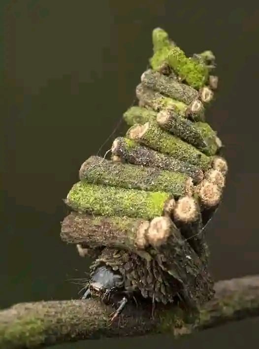 We grow together. The burden of small accounts is tough. Follow i follow back ASAP