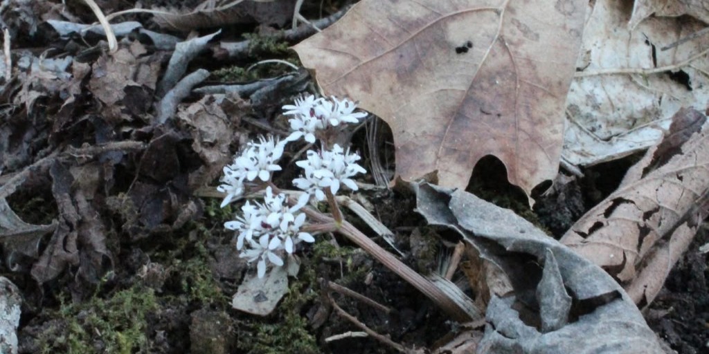 Missouri State Parks tweet media