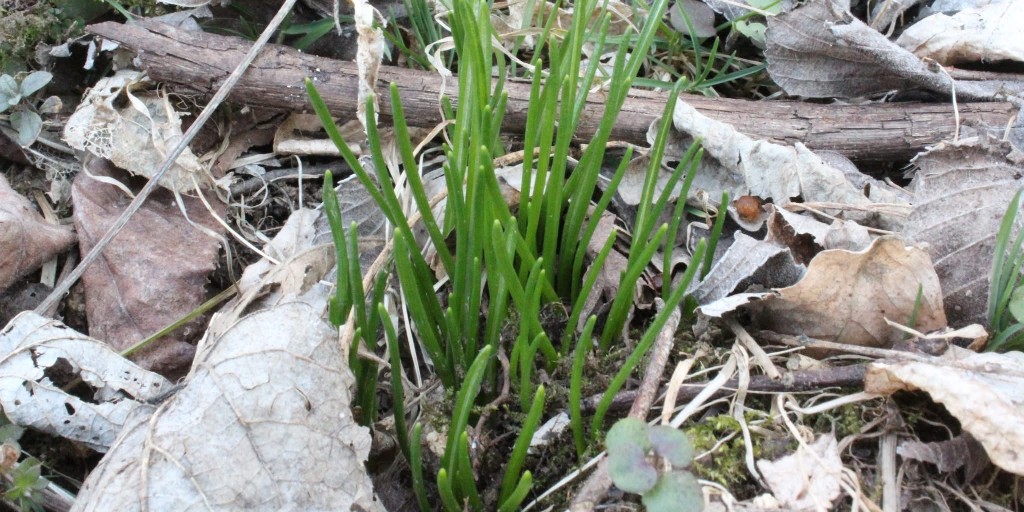 Missouri State Parks tweet media