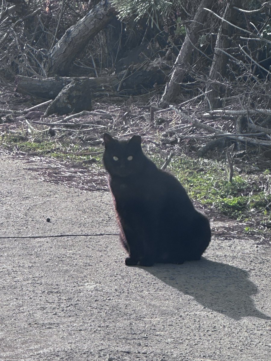 차트리뷰하는 남자 tweet media