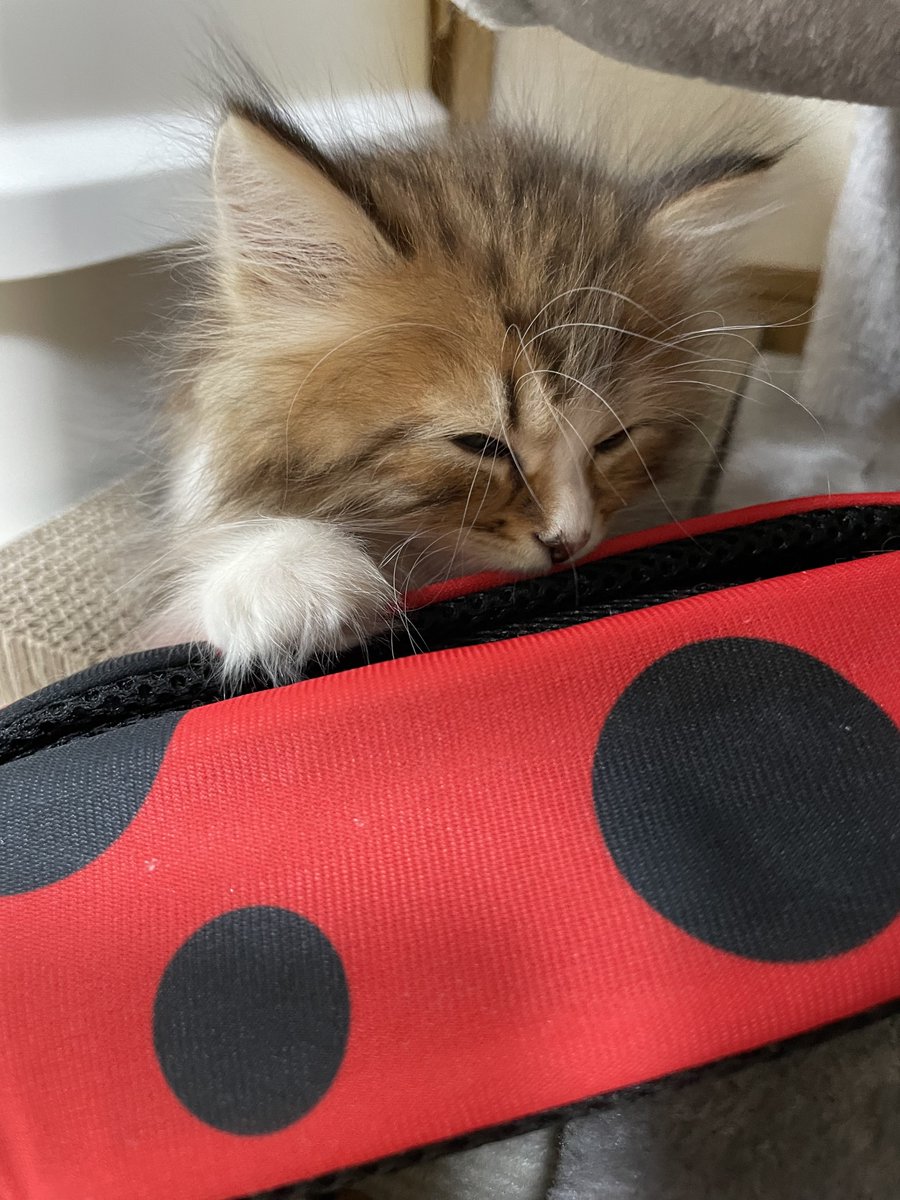 𝚈𝚞𝚞𝚗𝚊 tweet media