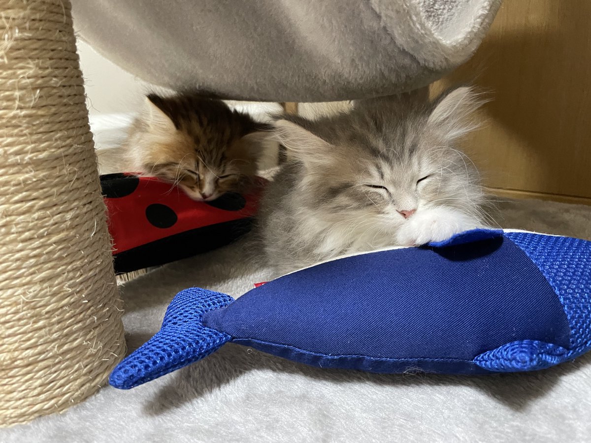 𝚈𝚞𝚞𝚗𝚊 tweet media