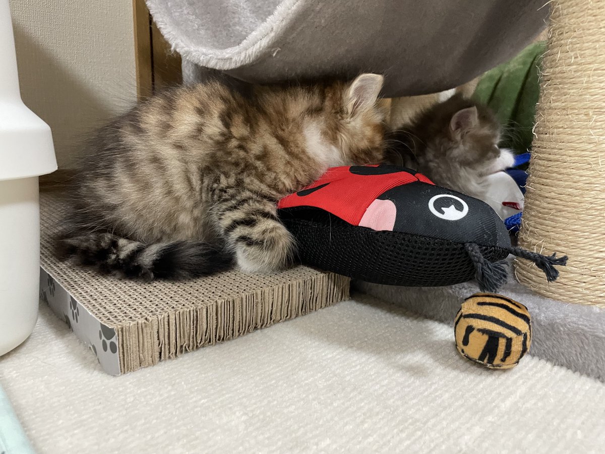 𝚈𝚞𝚞𝚗𝚊 tweet media