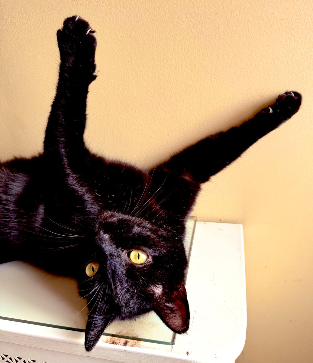 portmanteau jones 🕊🌊🐈‍⬛ tweet media