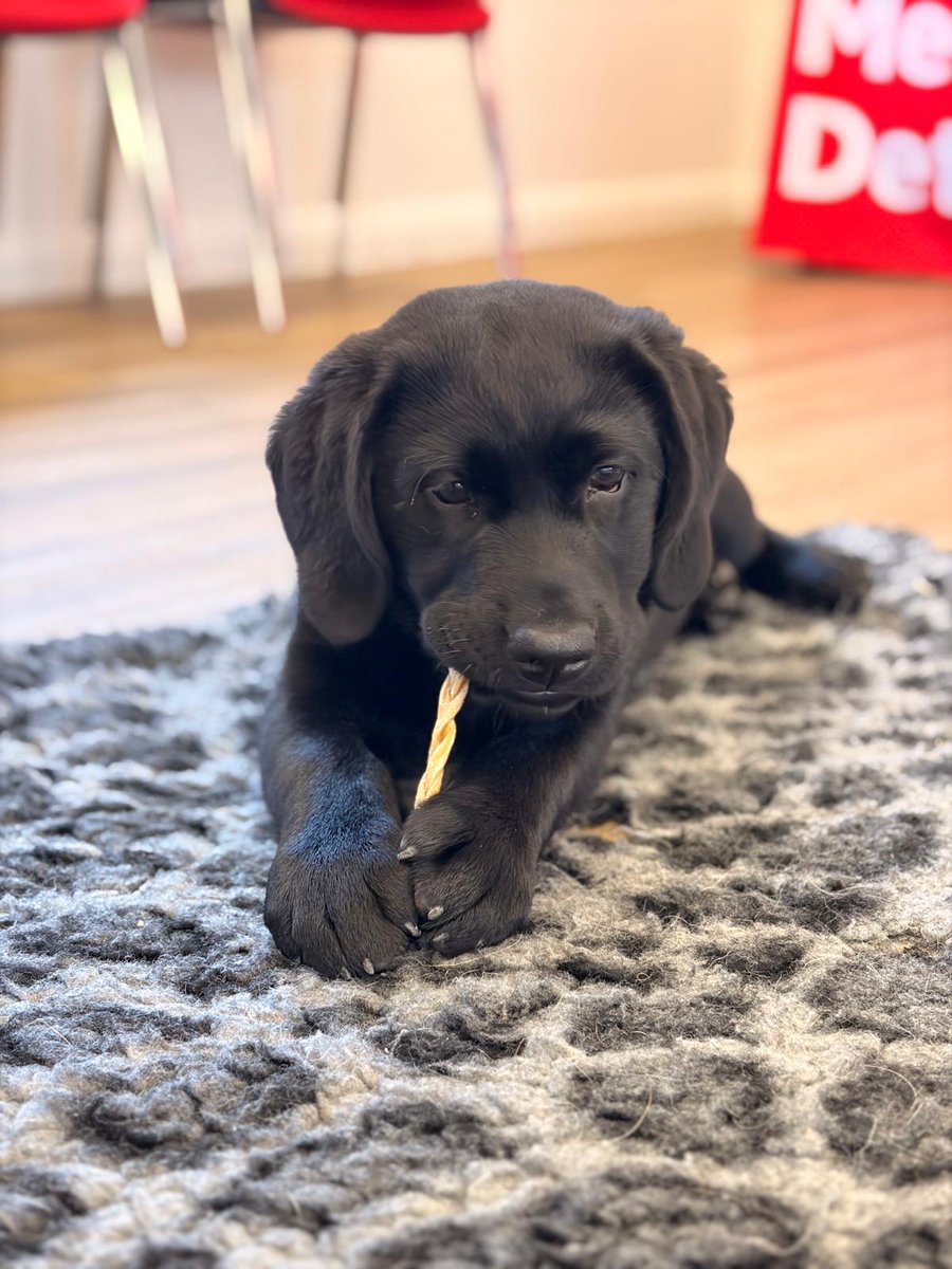 Medical Detection Dogs tweet media