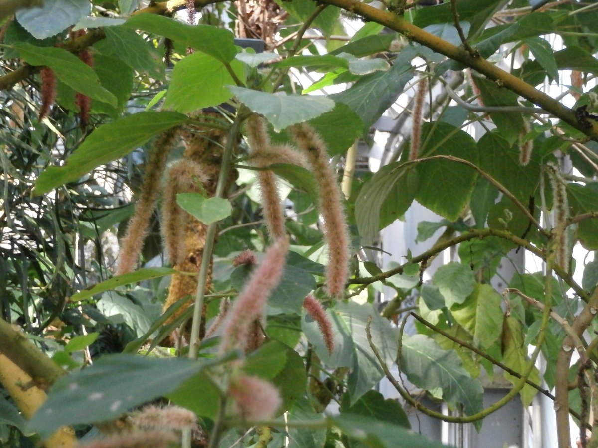 tanishihamamoto's tweet image. 2026/3/1　京都府立植物園で見かけたベニヒモノキです。

#Chenilleplant