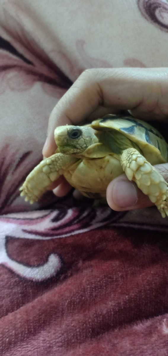 Hannibal 🔪 tweet media