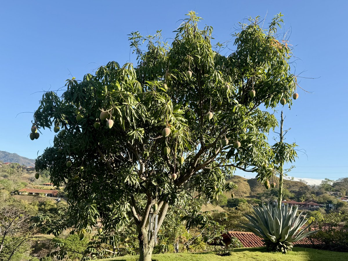 CR Volcano tweet media