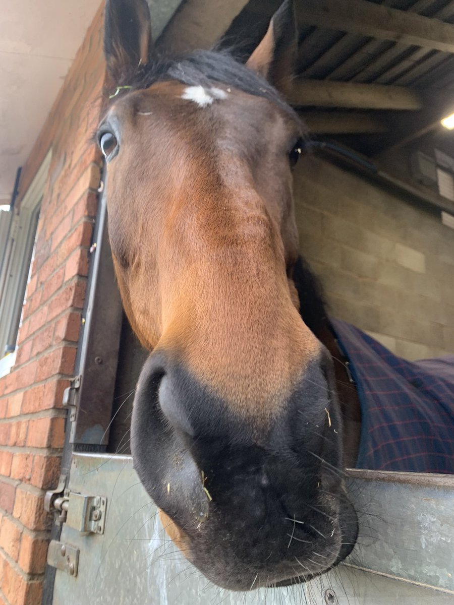 Dillon🏇 tweet media