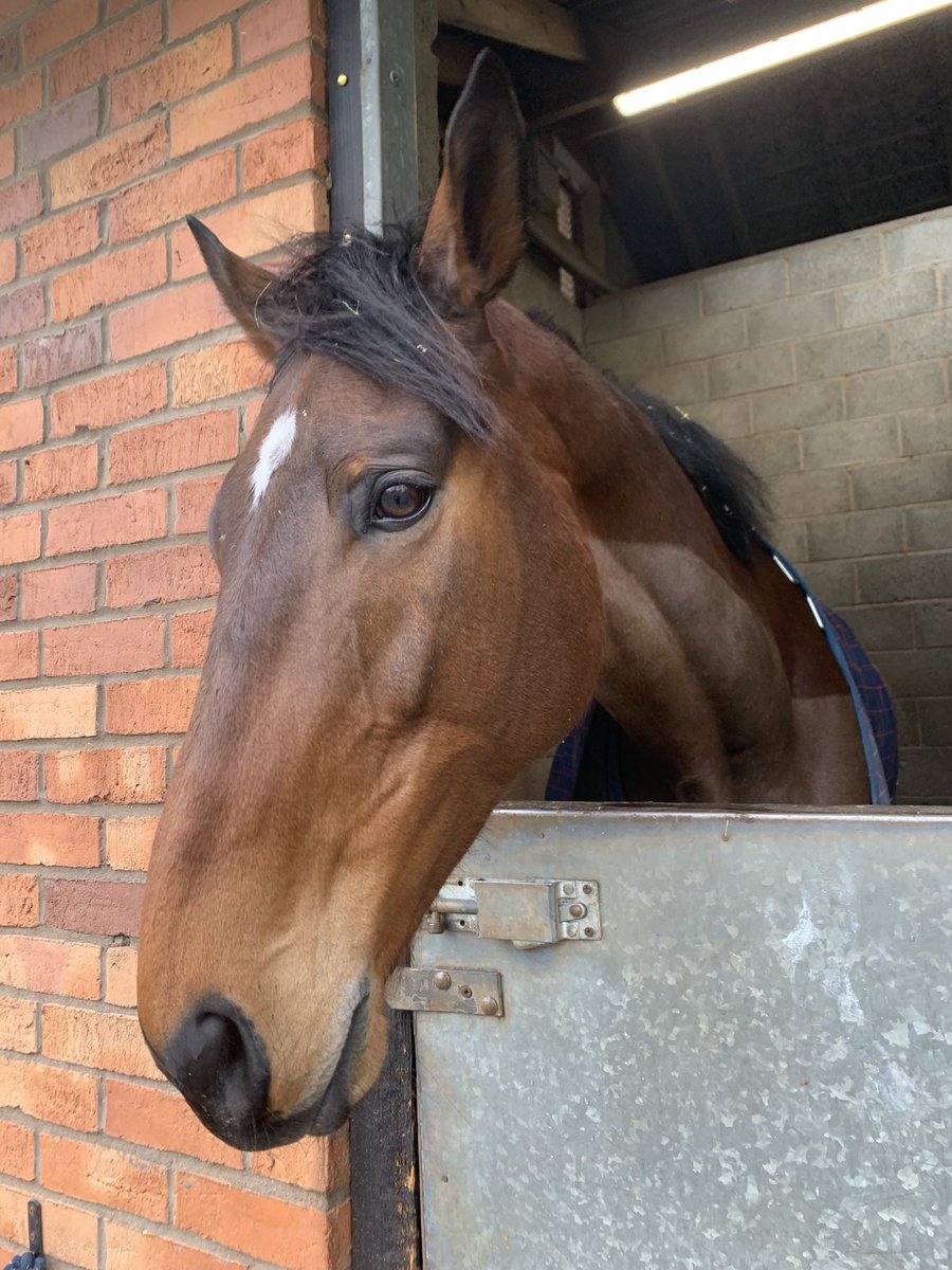 Dillon🏇 tweet media