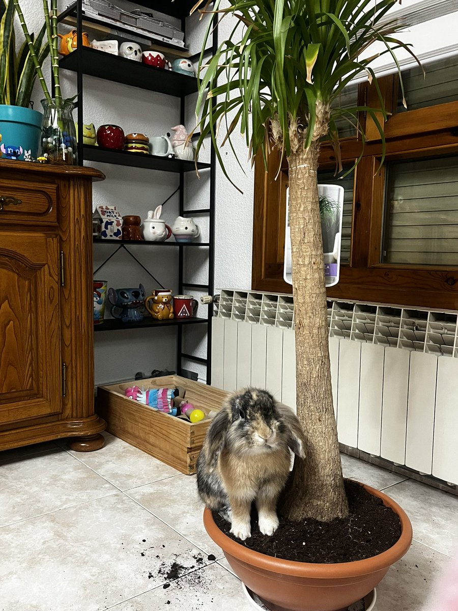 alguien sabe qué tipo de planta es?