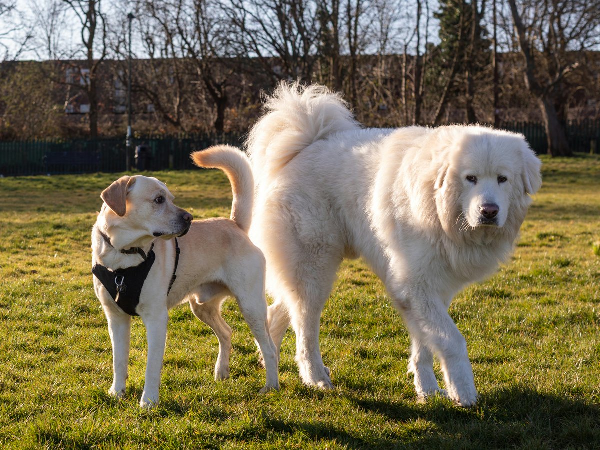 kninepets's tweet image. Shop now for dog products that keep your pup cozy, happy, and wagging every day. 🐶🛍️🐾

kninepets.com

#DogProducts #ShopNow #PetEssentials #HappyPup #DogCare #FurryFriend #DogGear #PetLovers #DogSupplies #SpoilYourDog