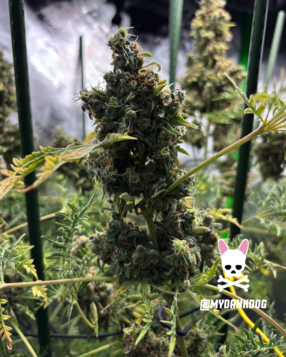 MyDankDog tweet media