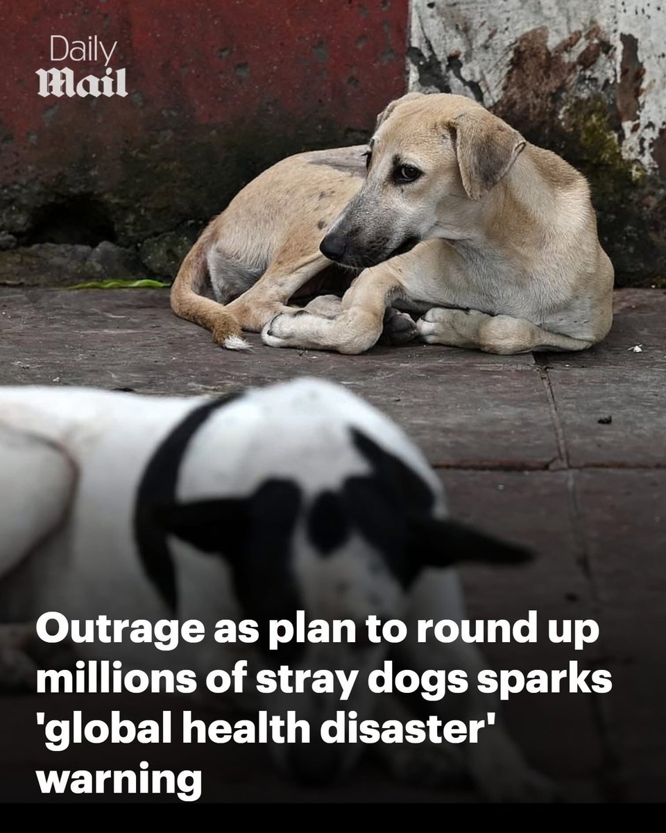 Dilthi Gujarati tweet media