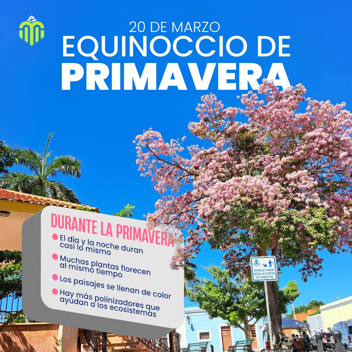 Ayuntamiento Mérida tweet media