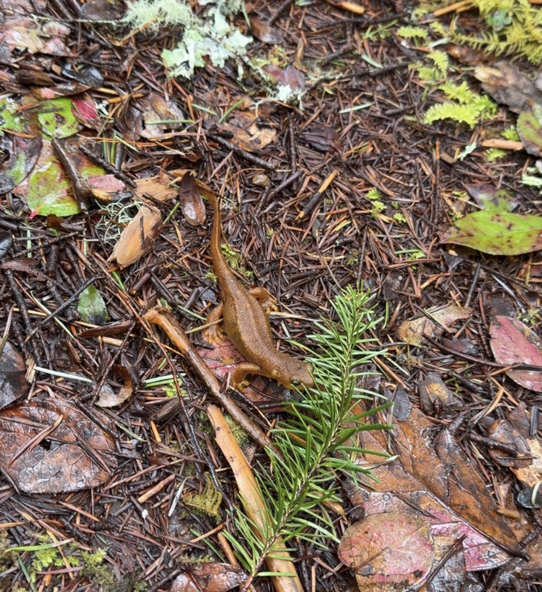 🐹OnlyHams🐹 & other pets tweet media