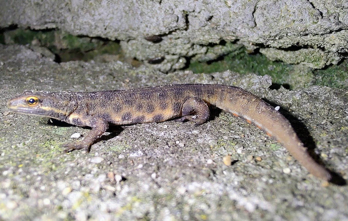 Nymann76 tweet media