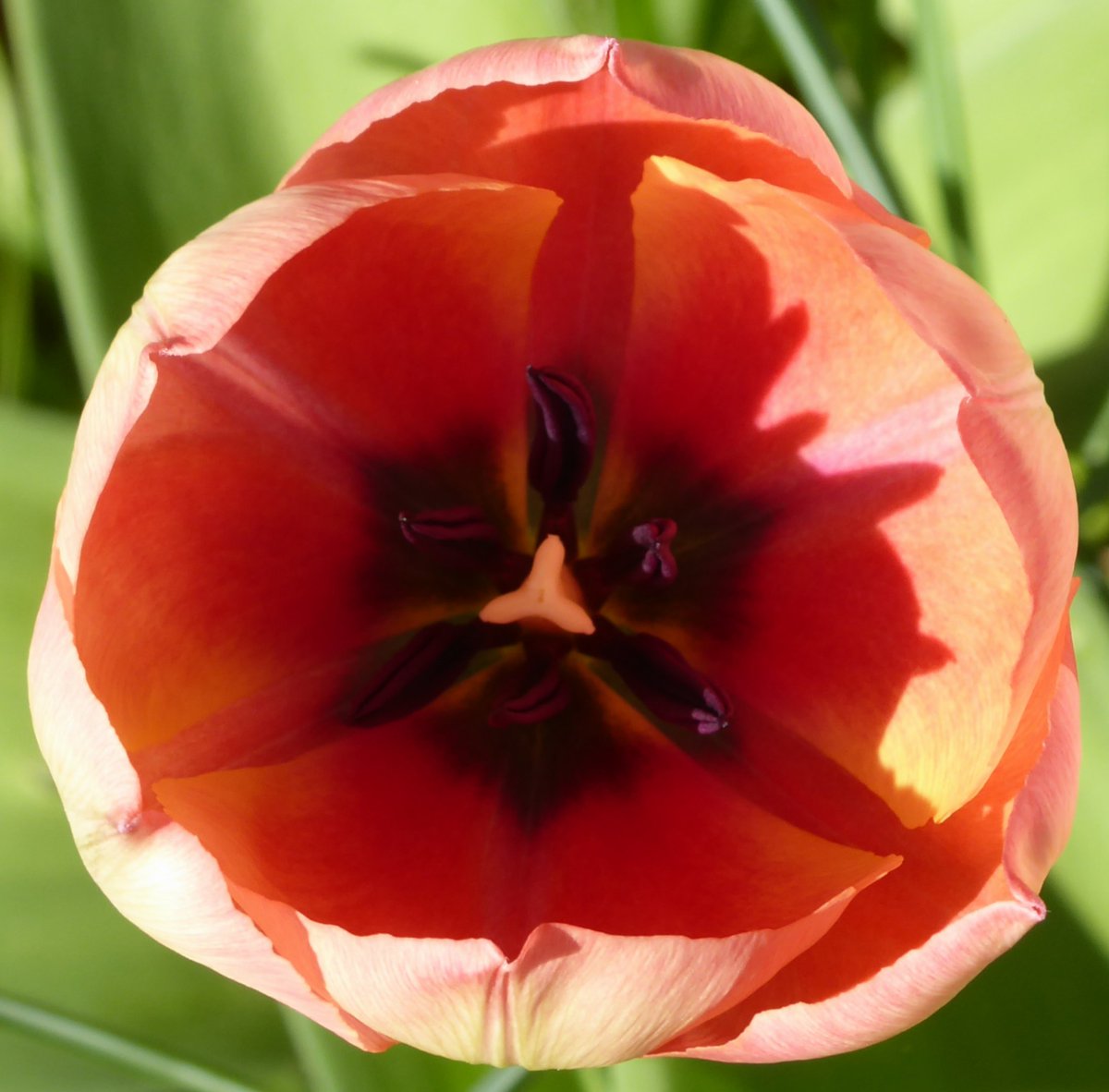 CatherineRosamundLowe tweet media