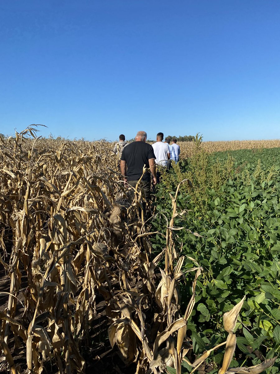 Regional Henderson Daireaux tweet media