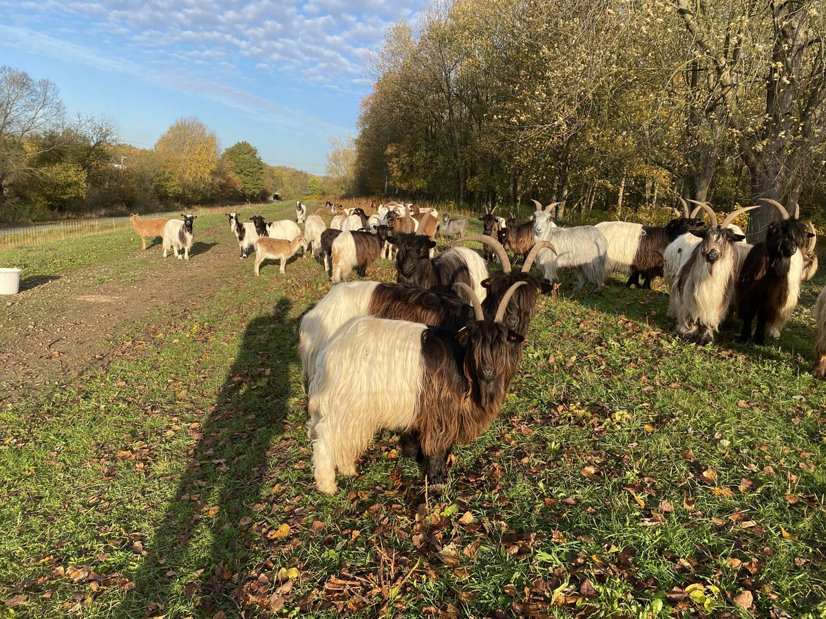 SuhailJi tweet media