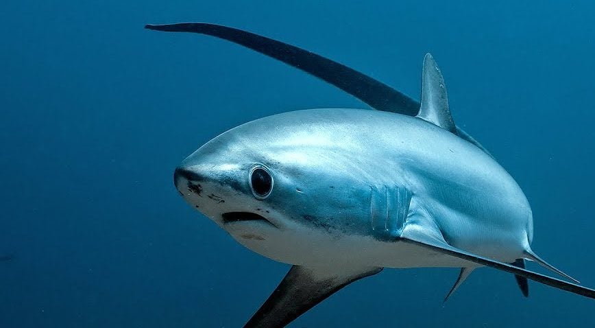 living katie tweet media