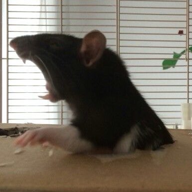 Maia Michi🕯️✨ tweet media