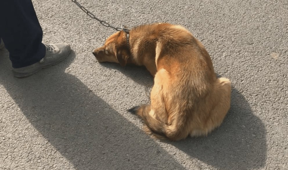 scobie dain tweet media