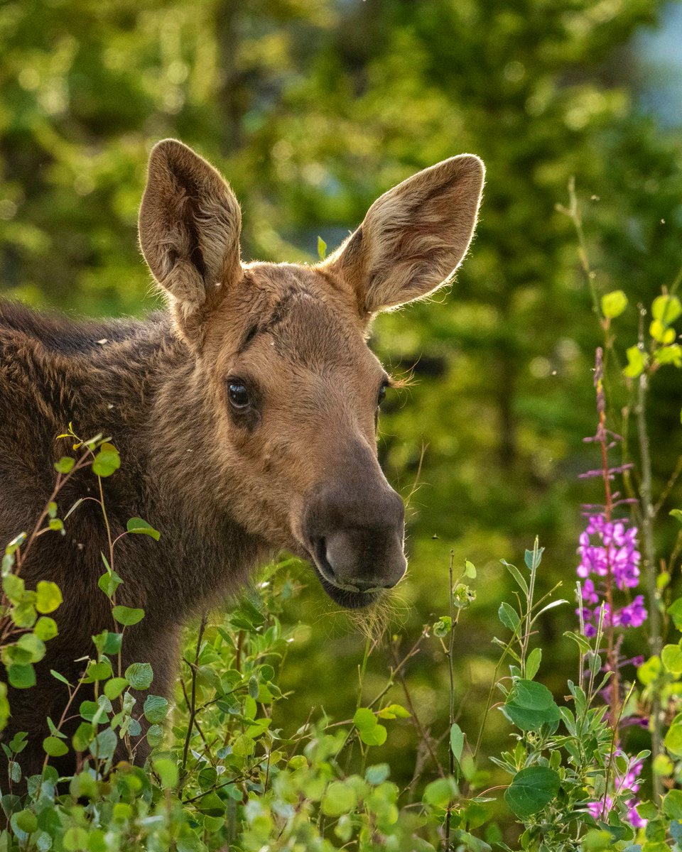 Smokey and the Vandit tweet media