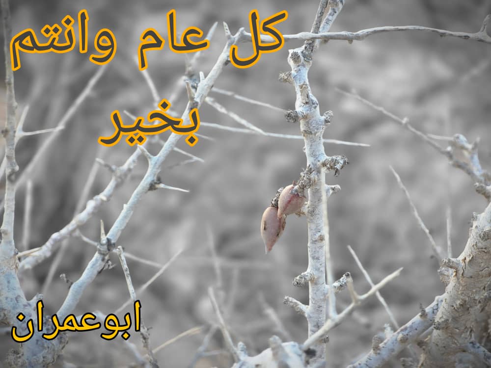 ابوعمران - حضرموت tweet media