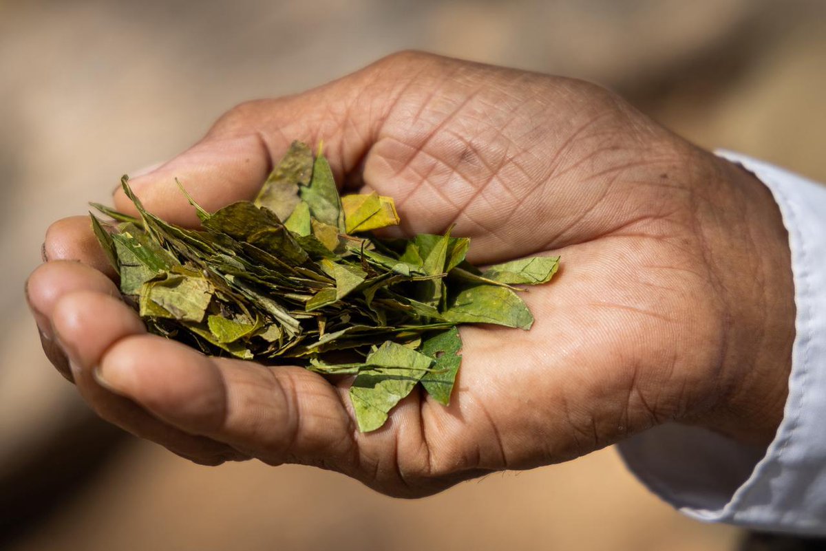 MinCultura Colombia tweet media