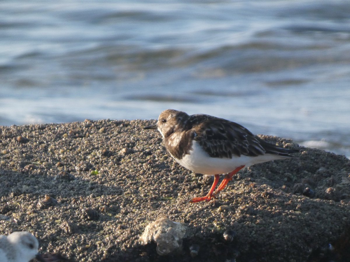 MiraiPanda 🌼 tweet media