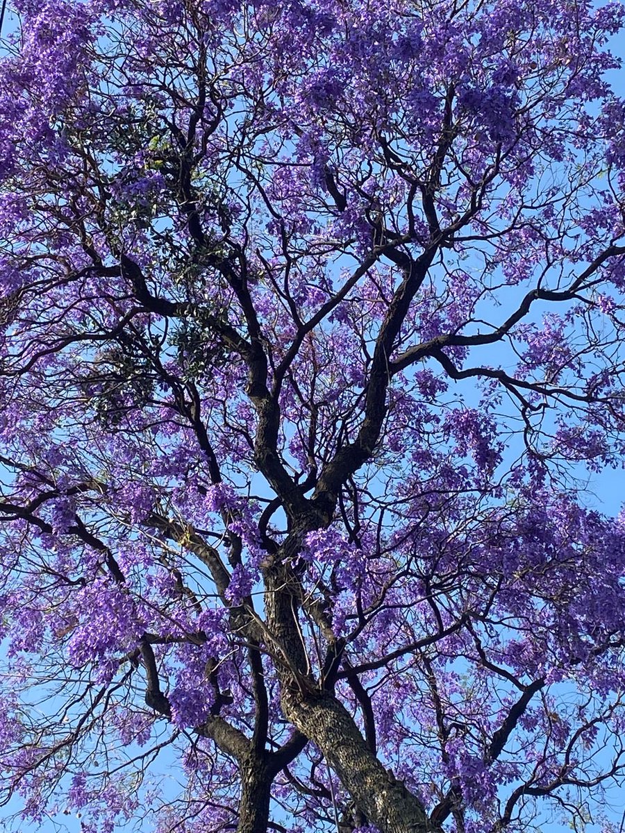 Alejandra Frausto tweet media