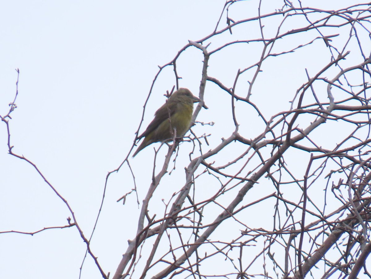 Joe Eckersley tweet media