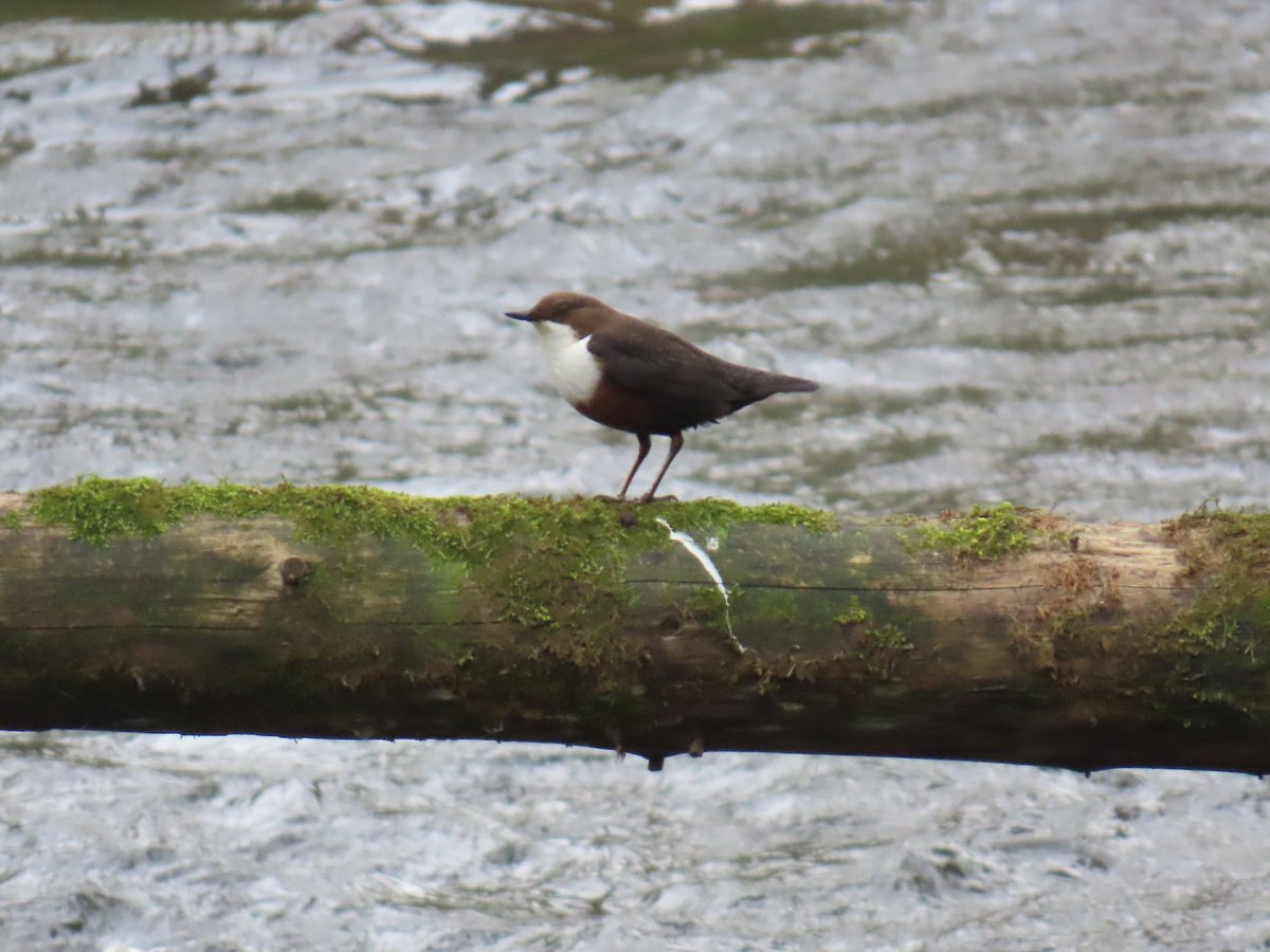 Joe Eckersley tweet media