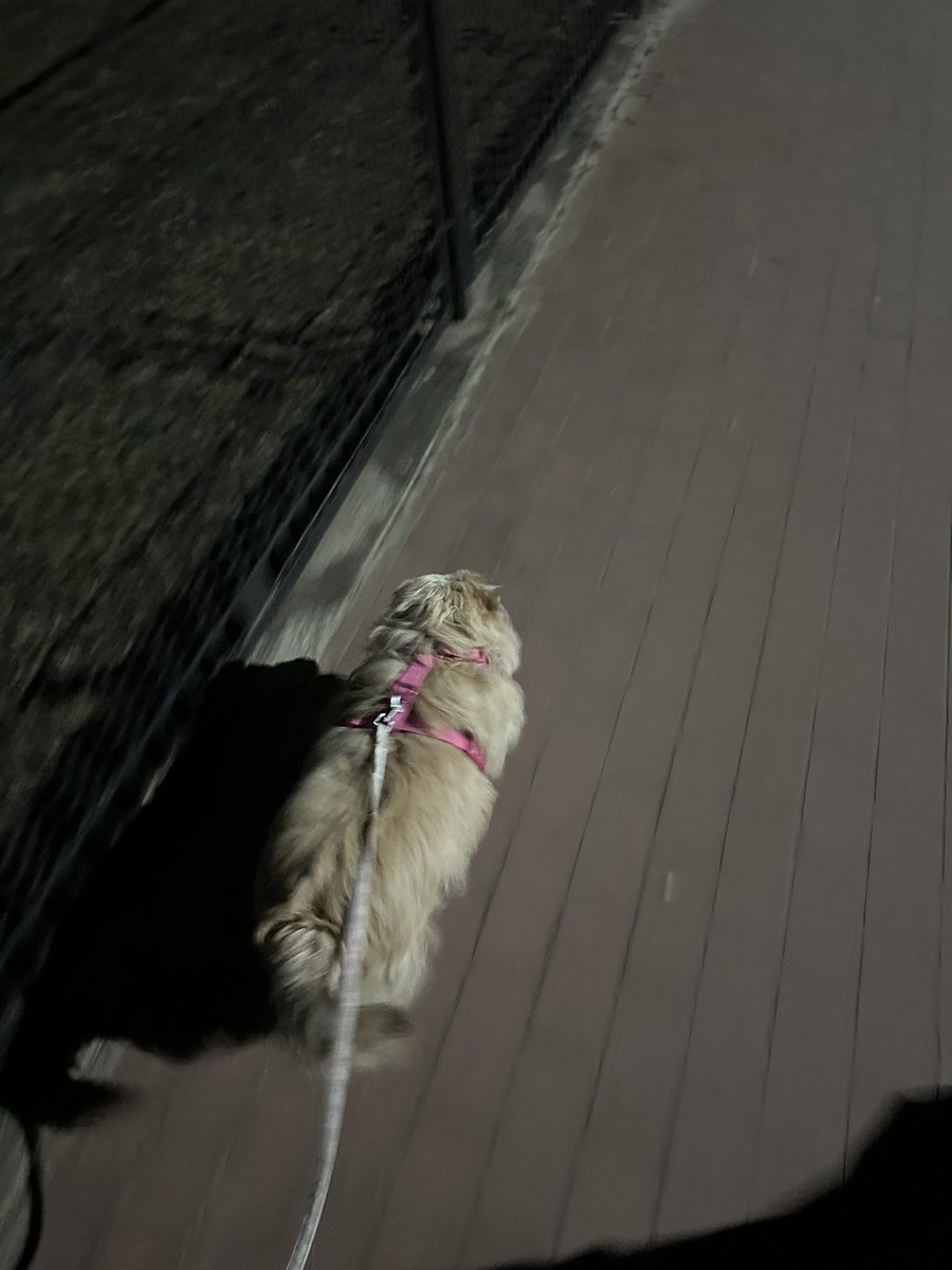 michelly tweet media